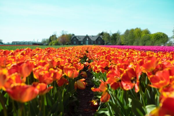 Holanda-Turismo-fluvial-lujo-Viatges-Sant-Andreu-campo-tulipanes