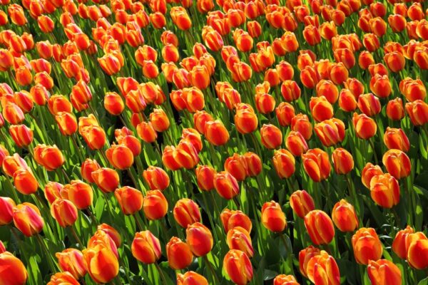 Holanda-Turismo-fluvial-lujo-Viatges-Sant-Andreu-tulipanes