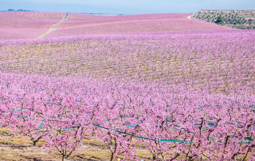 Visita guiada a la ruta de la flor del presseguer de Aitona con desayuno y almuerzo en Anoia